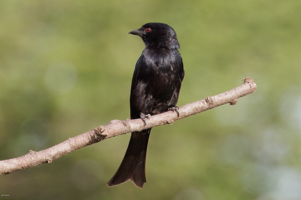 Fork-tailed Drongo - ML622029272