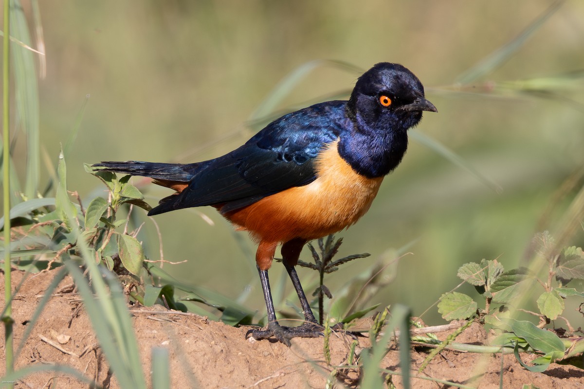 Hildebrandt's Starling - ML622029278