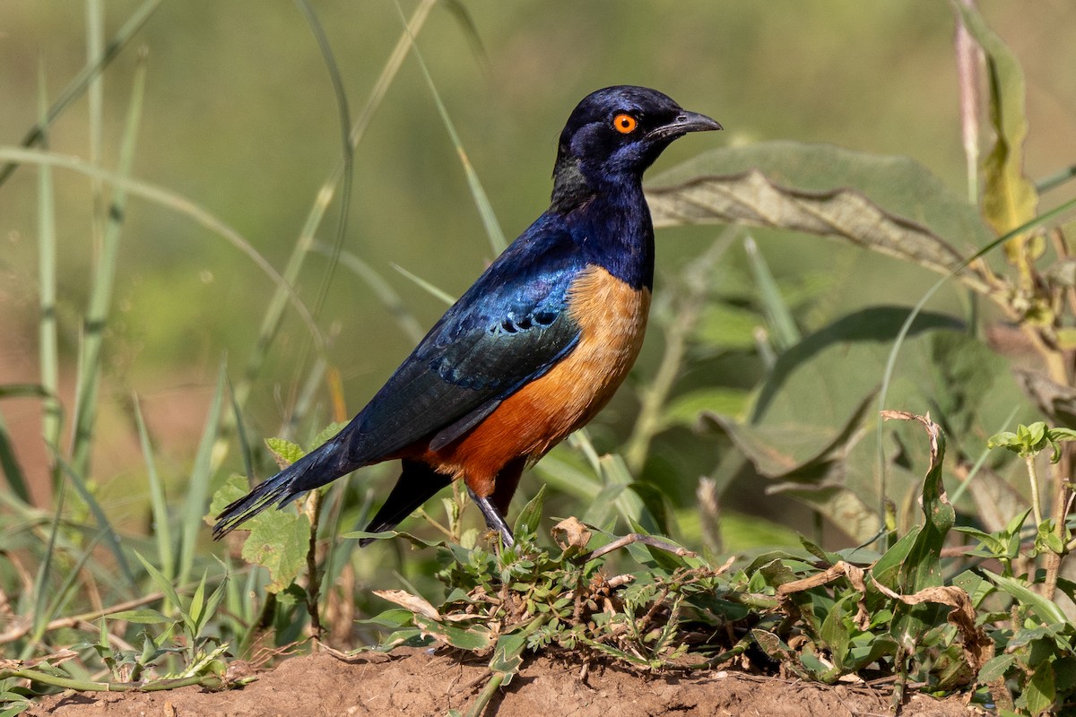 Hildebrandt's Starling - ML622029279