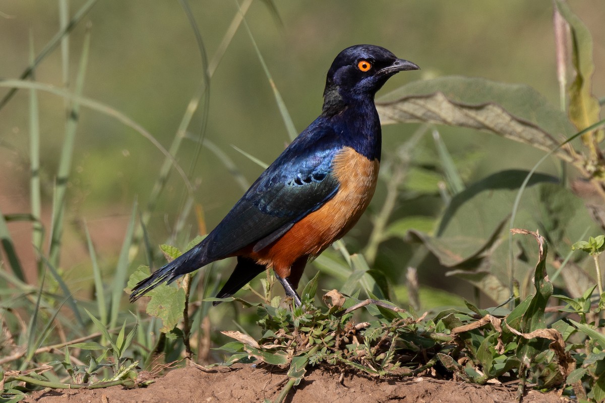 Hildebrandt's Starling - ML622029280