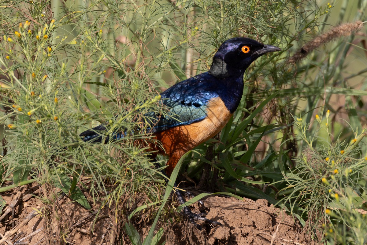 Hildebrandt's Starling - ML622029281