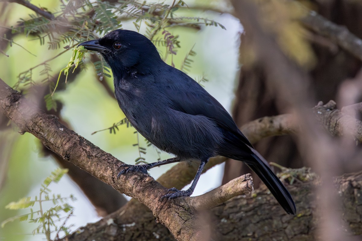 Southern Black-Flycatcher - ML622029285