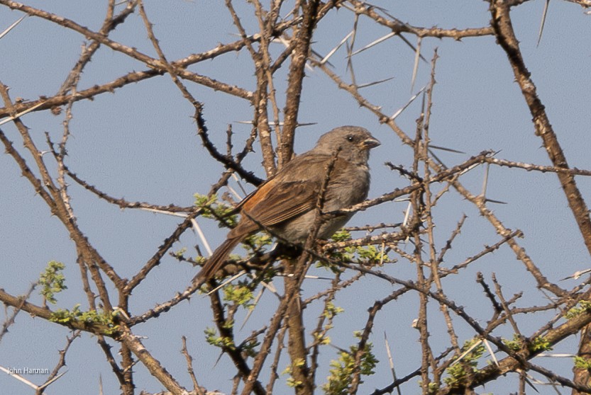 Northern Gray-headed Sparrow - ML622029298