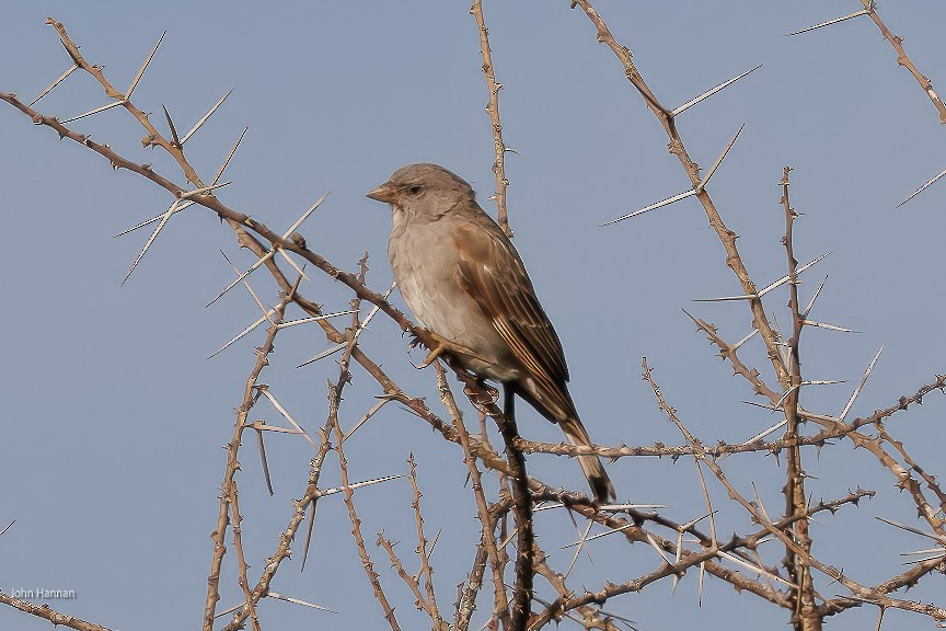 Gorrión Gris - ML622029299