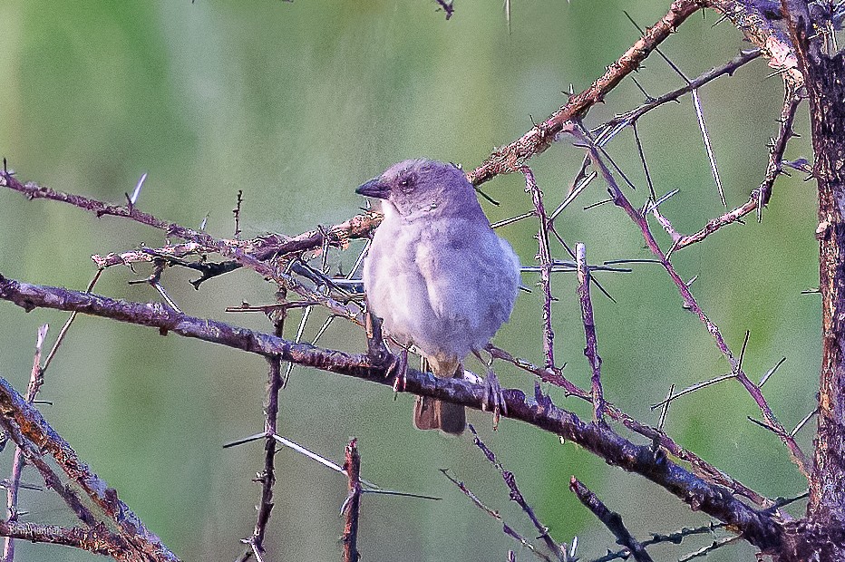 Northern Gray-headed Sparrow - ML622029300