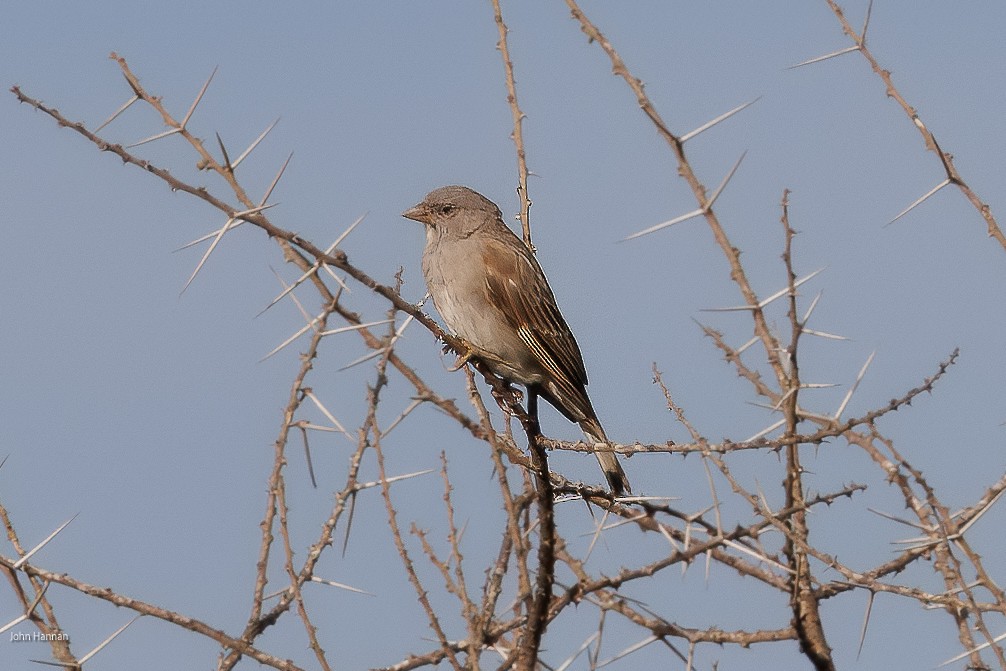 Northern Gray-headed Sparrow - ML622029301