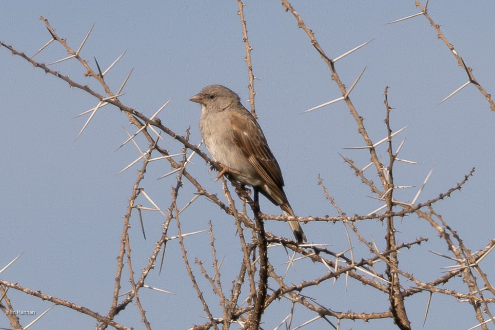 Gorrión Gris - ML622029302