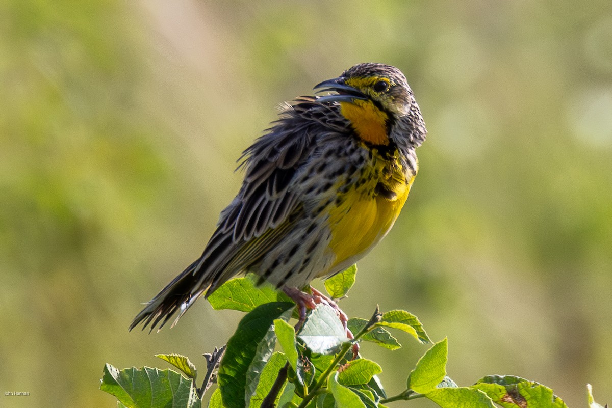 Yellow-throated Longclaw - ML622029303