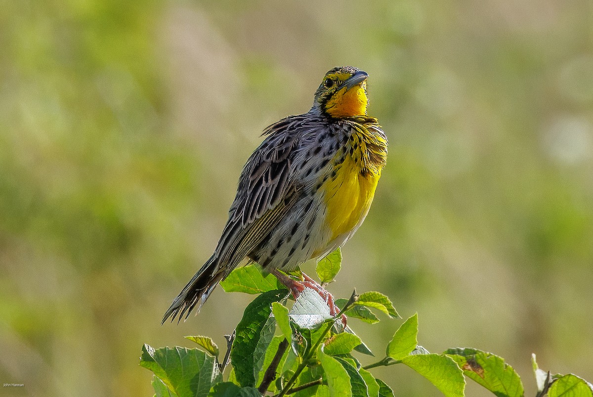 Yellow-throated Longclaw - ML622029304