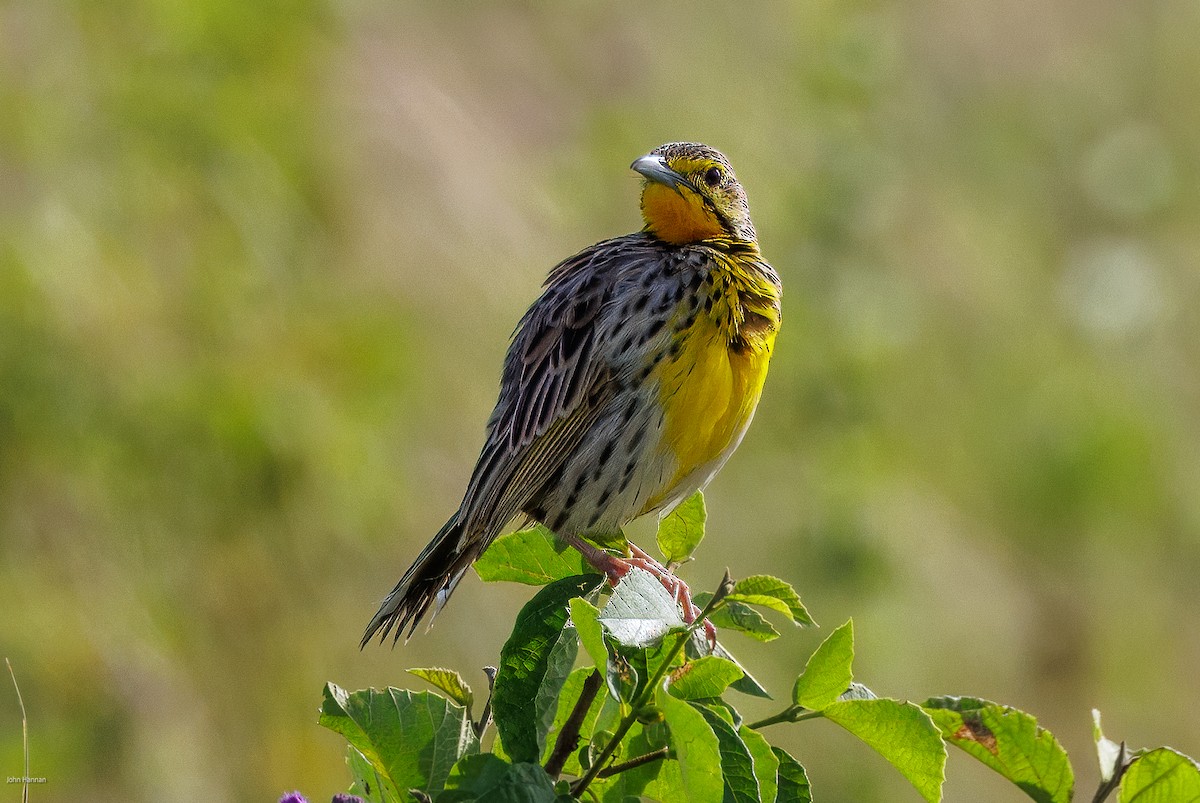 Yellow-throated Longclaw - ML622029305