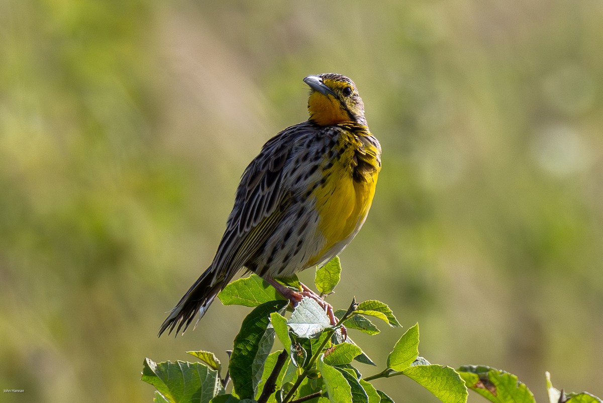 Yellow-throated Longclaw - John Hannan