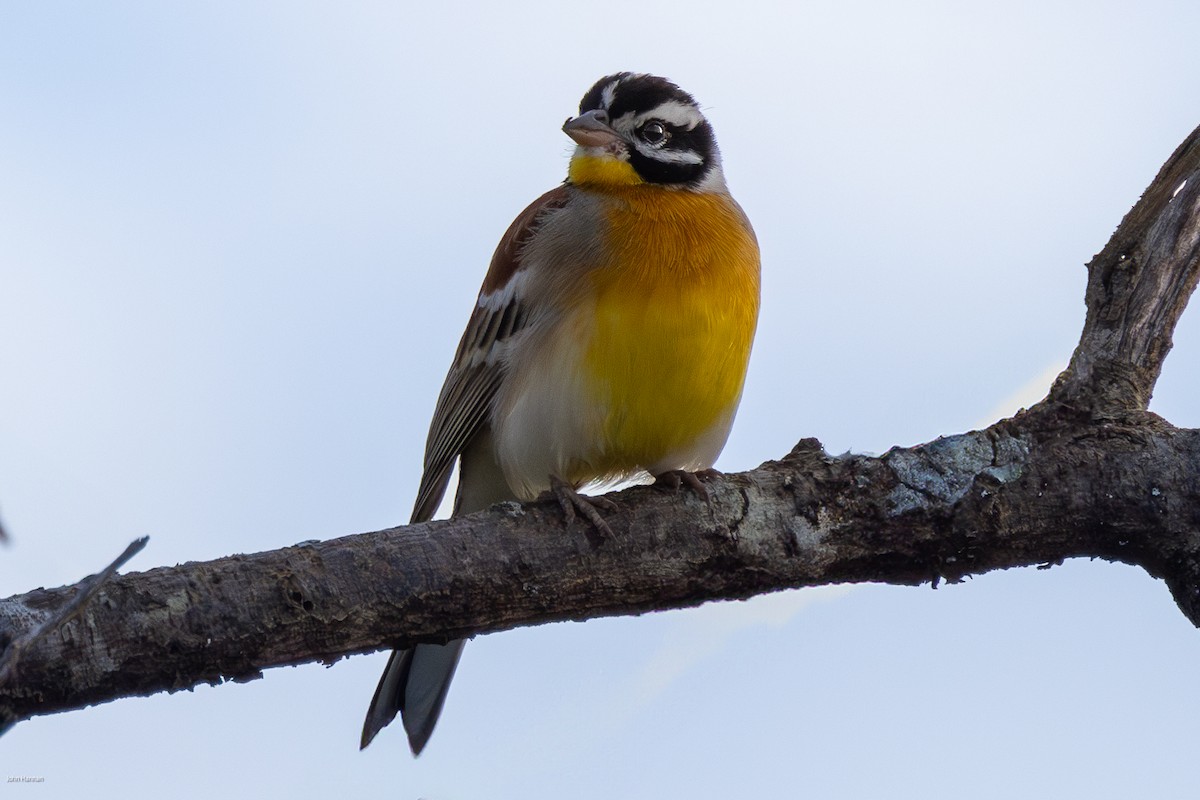 Golden-breasted Bunting - ML622029309