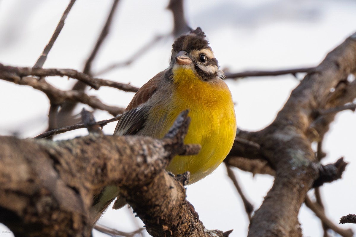 Golden-breasted Bunting - John Hannan