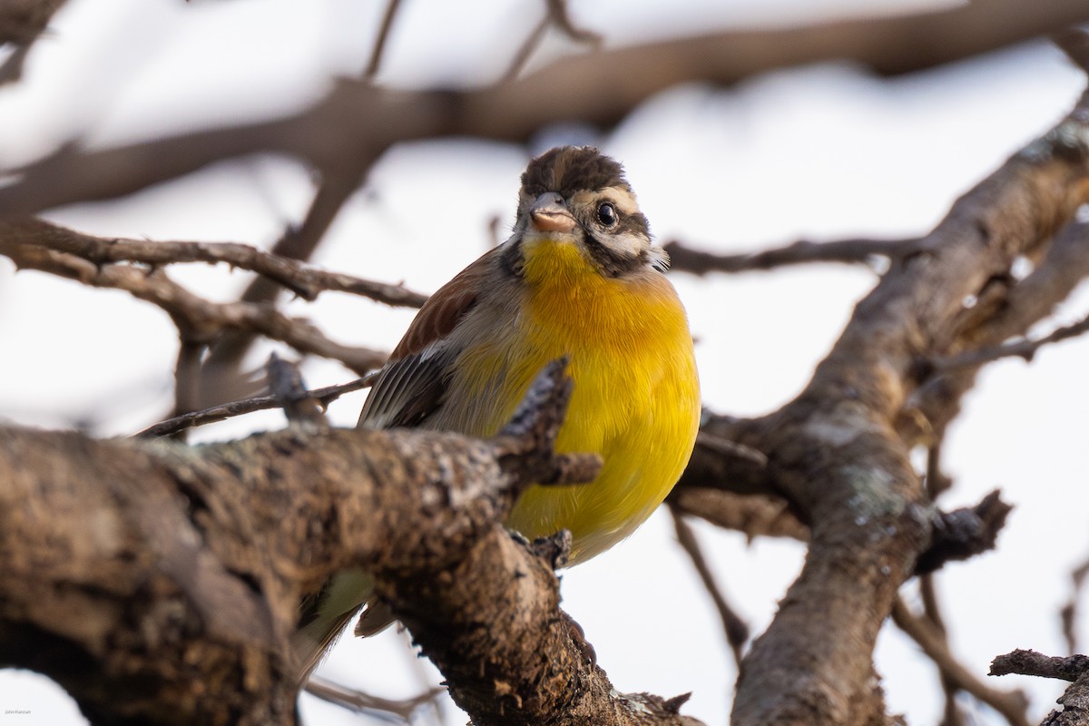 Golden-breasted Bunting - ML622029311