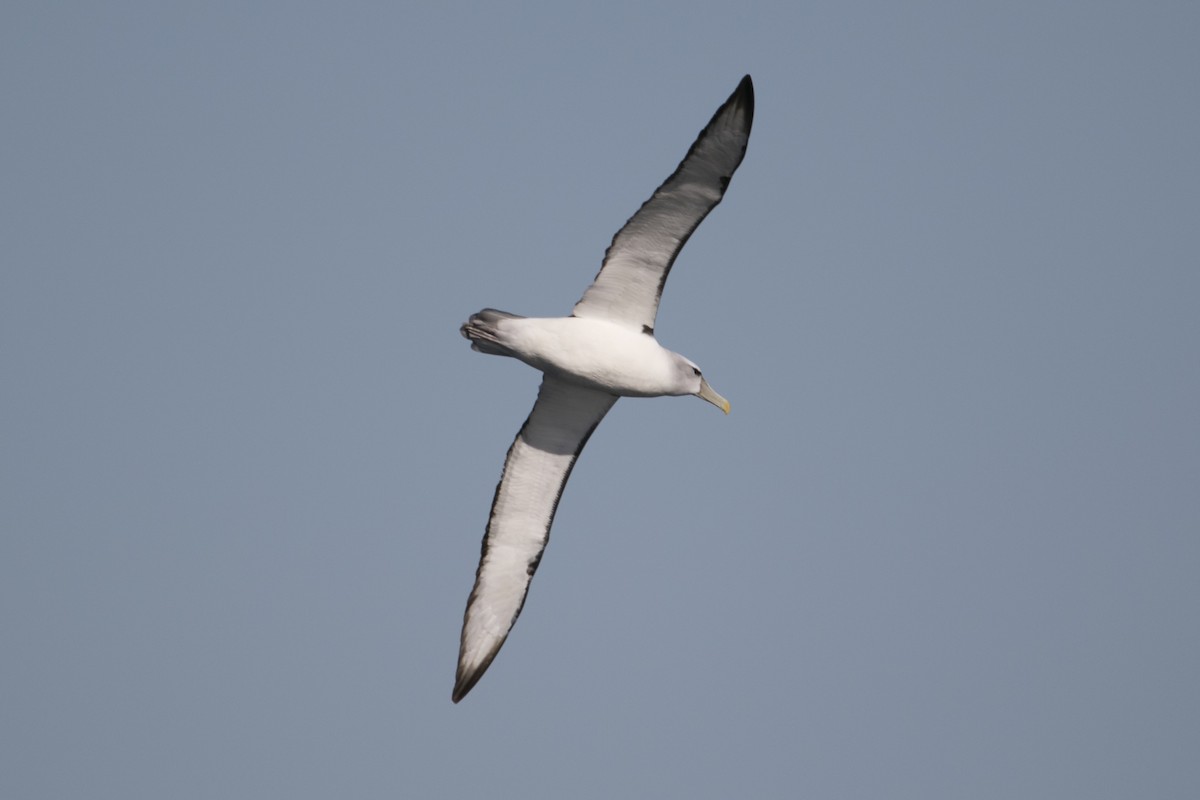 White-capped Albatross - ML622029405