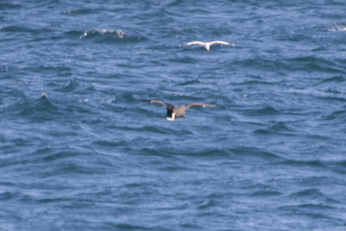 Southern/Northern Giant-Petrel - ML622029406