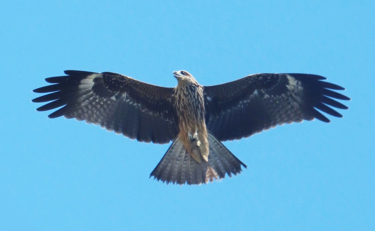 Black Kite (Black-eared) - ML622029425