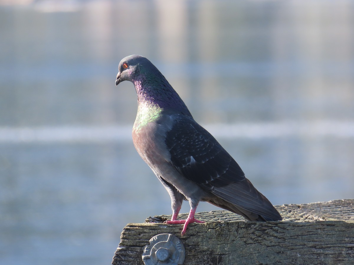 Rock Pigeon (Feral Pigeon) - ML622029428