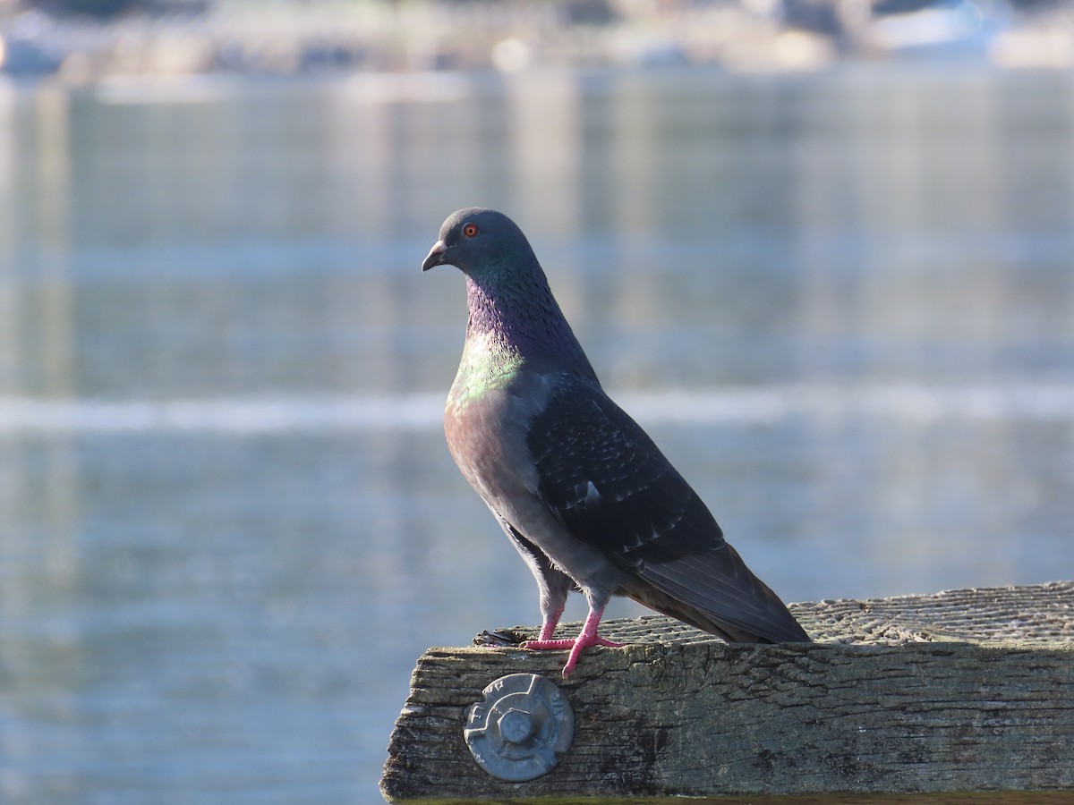 Rock Pigeon (Feral Pigeon) - ML622029429