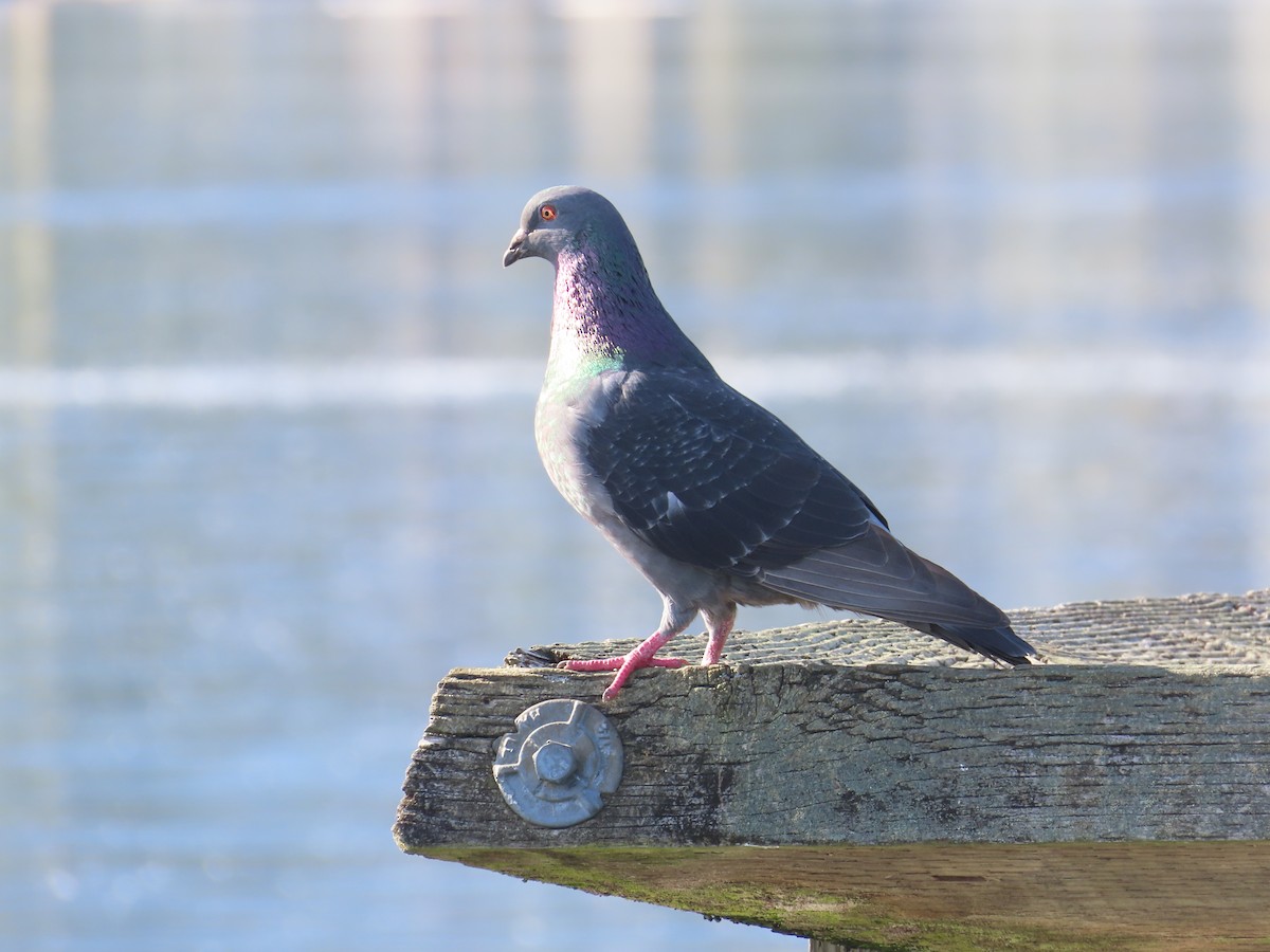 Rock Pigeon (Feral Pigeon) - ML622029430