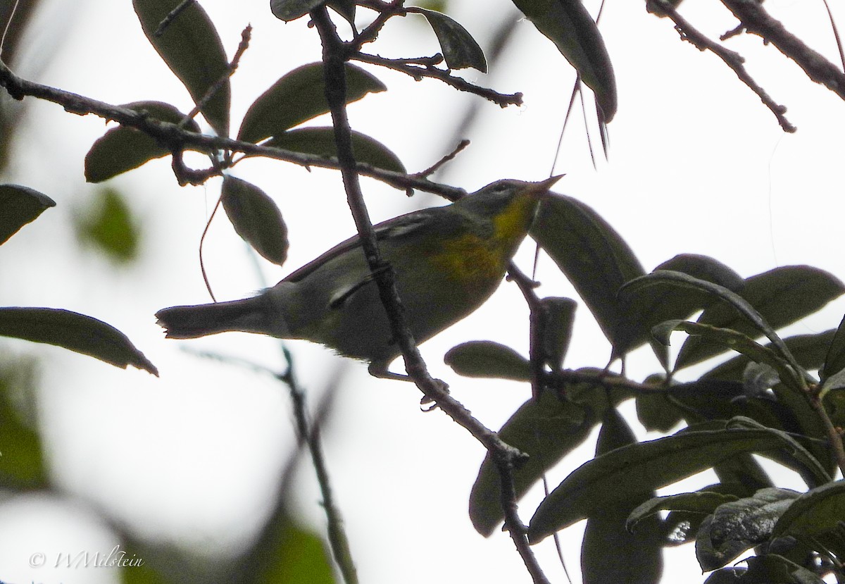 Northern Parula - ML622029436