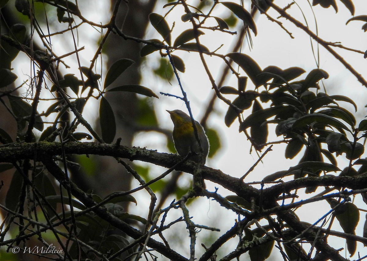 Northern Parula - ML622029437