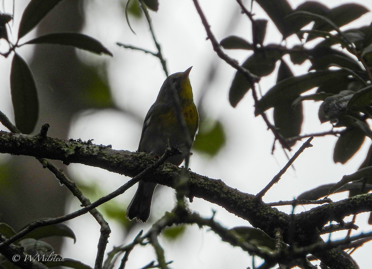 Northern Parula - ML622029438