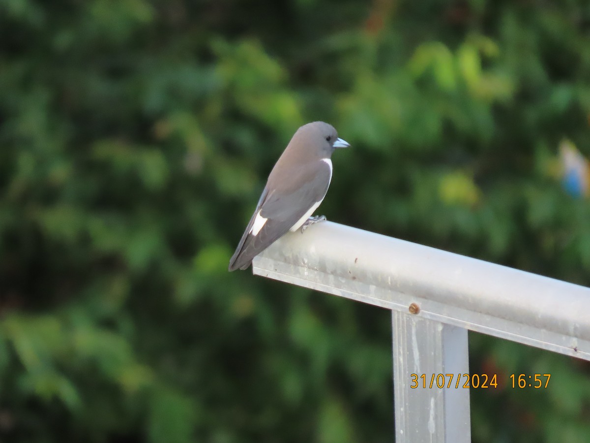 White-breasted Woodswallow - ML622029509