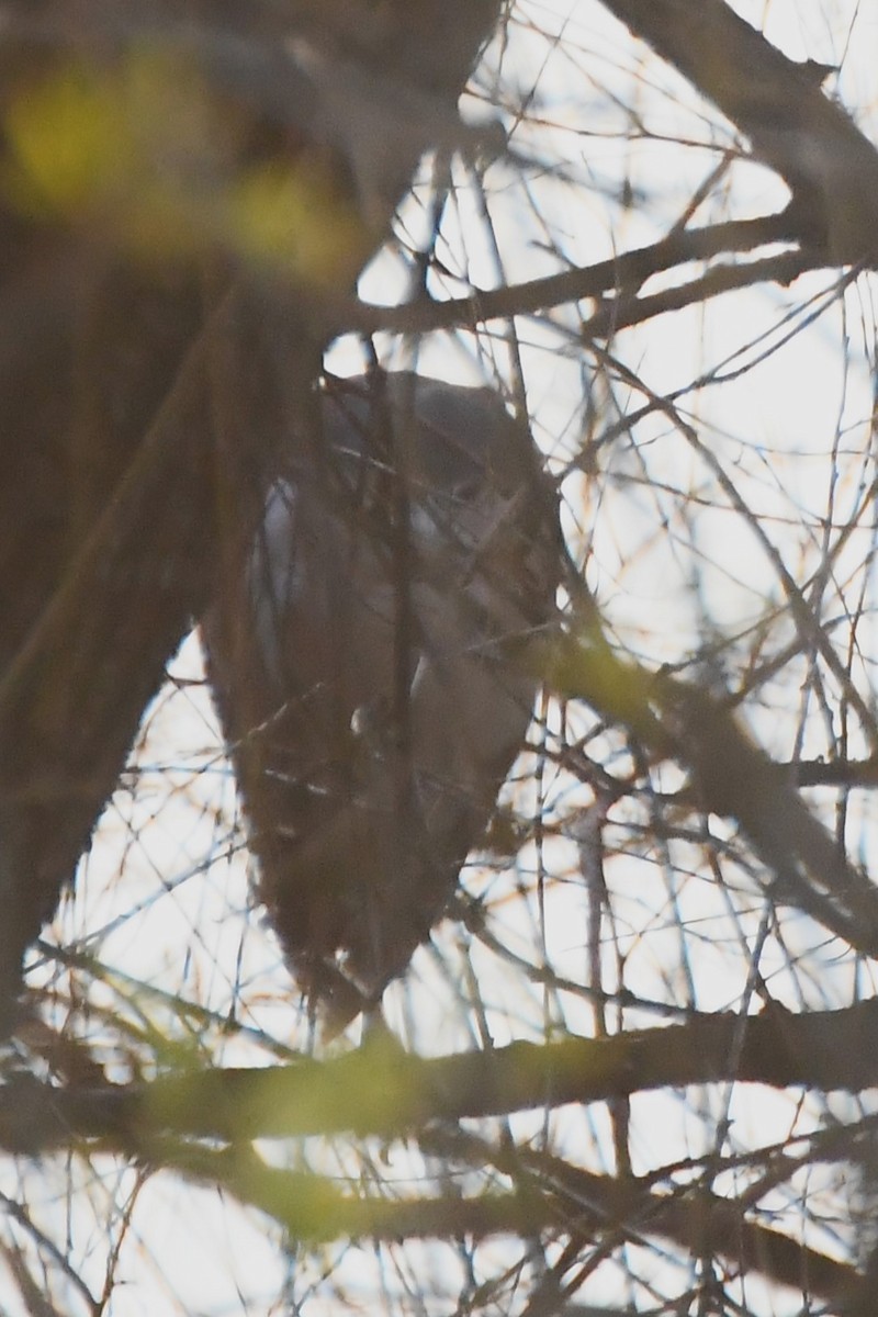 Nankeen Night Heron - ML622029553
