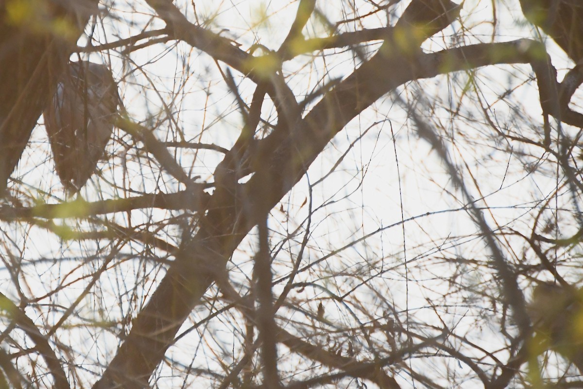 Nankeen Night Heron - ML622029555