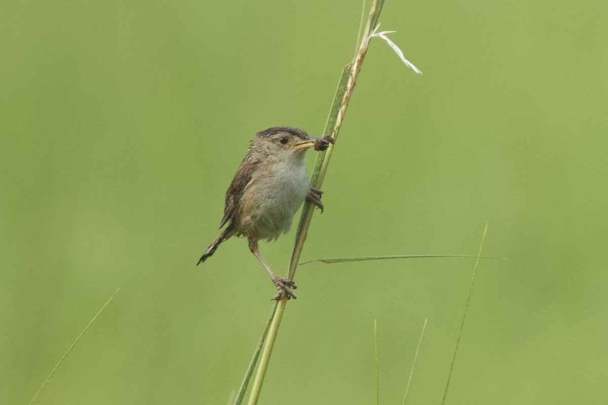 Marsh Wren - ML622029683