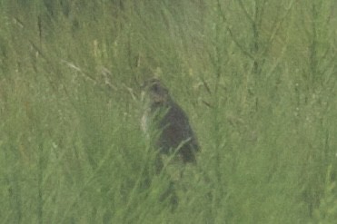 Saltmarsh Sparrow - ML622029689