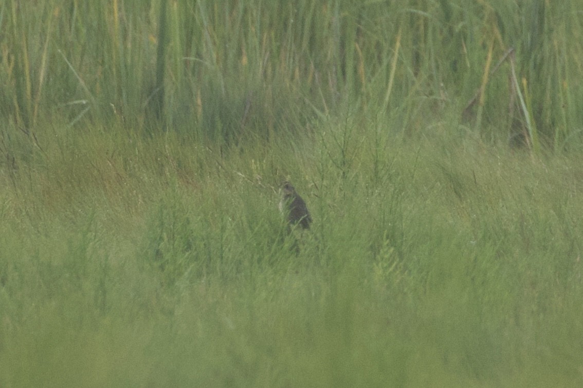 Saltmarsh Sparrow - ML622029690