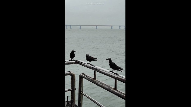 インドヒメクロアジサシ - ML622029692