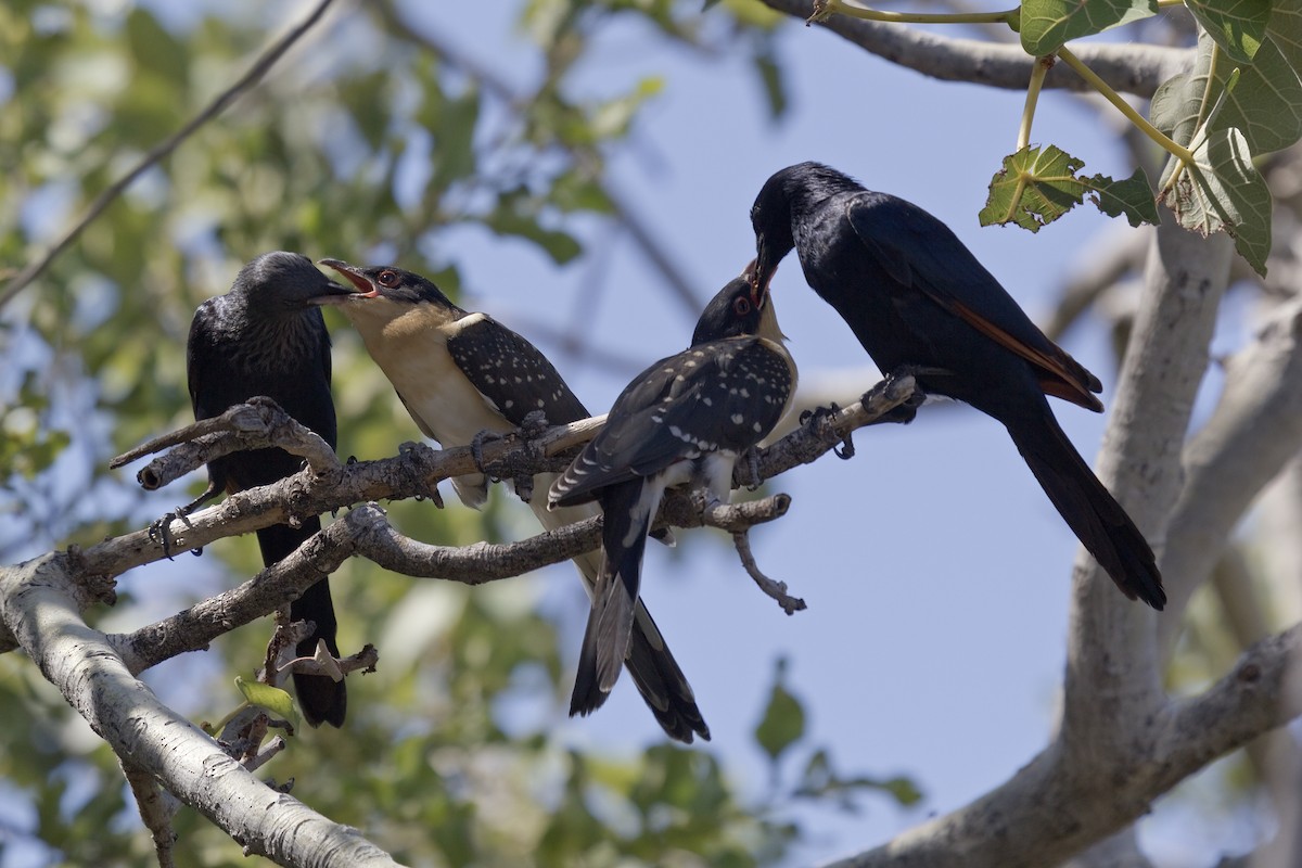 kukačka chocholatá - ML622029710