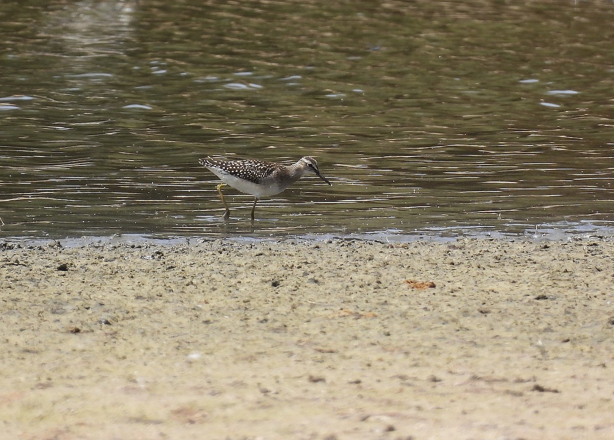 タカブシギ - ML622029720