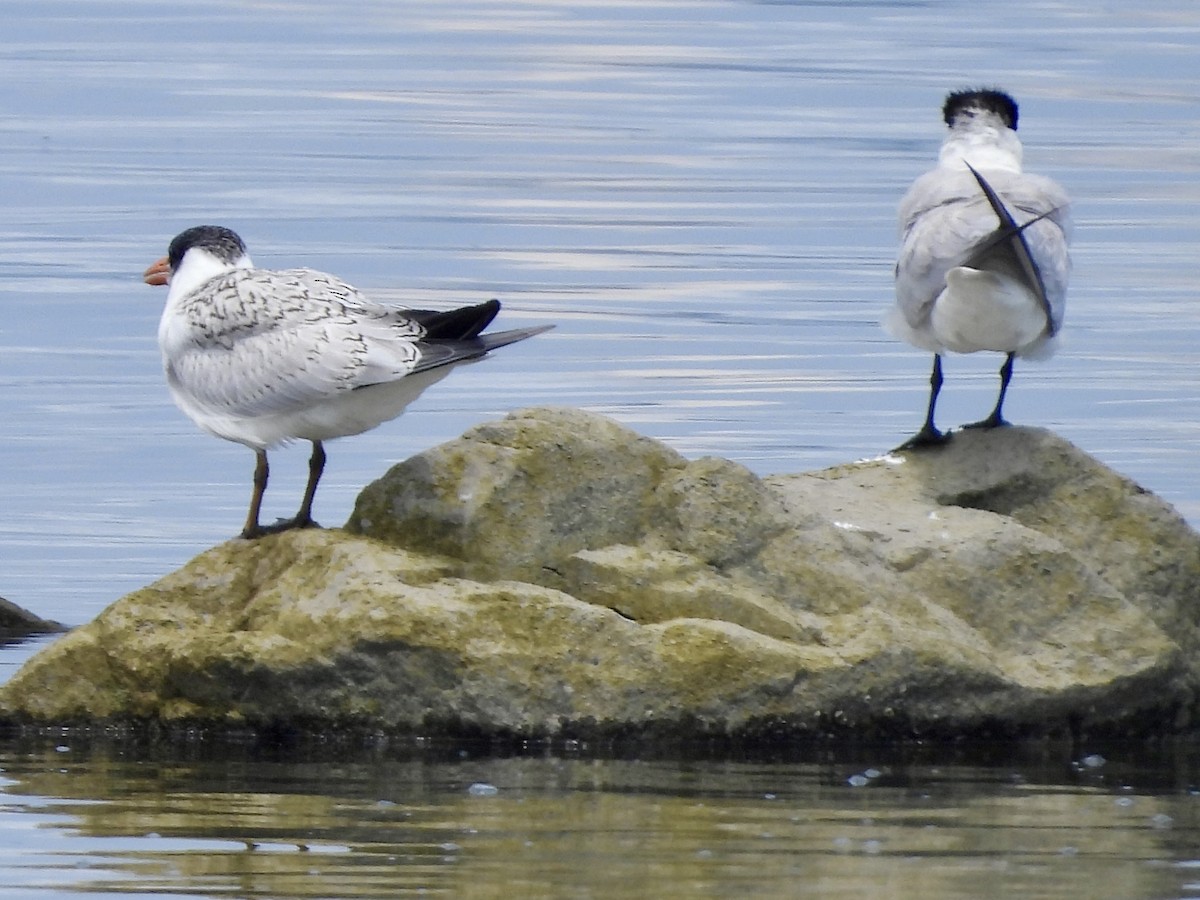 Caspian Tern - ML622029741