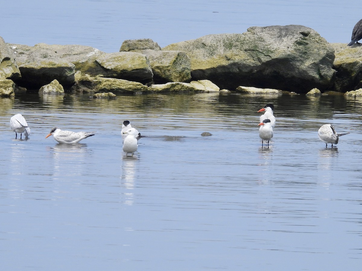 Caspian Tern - ML622029742