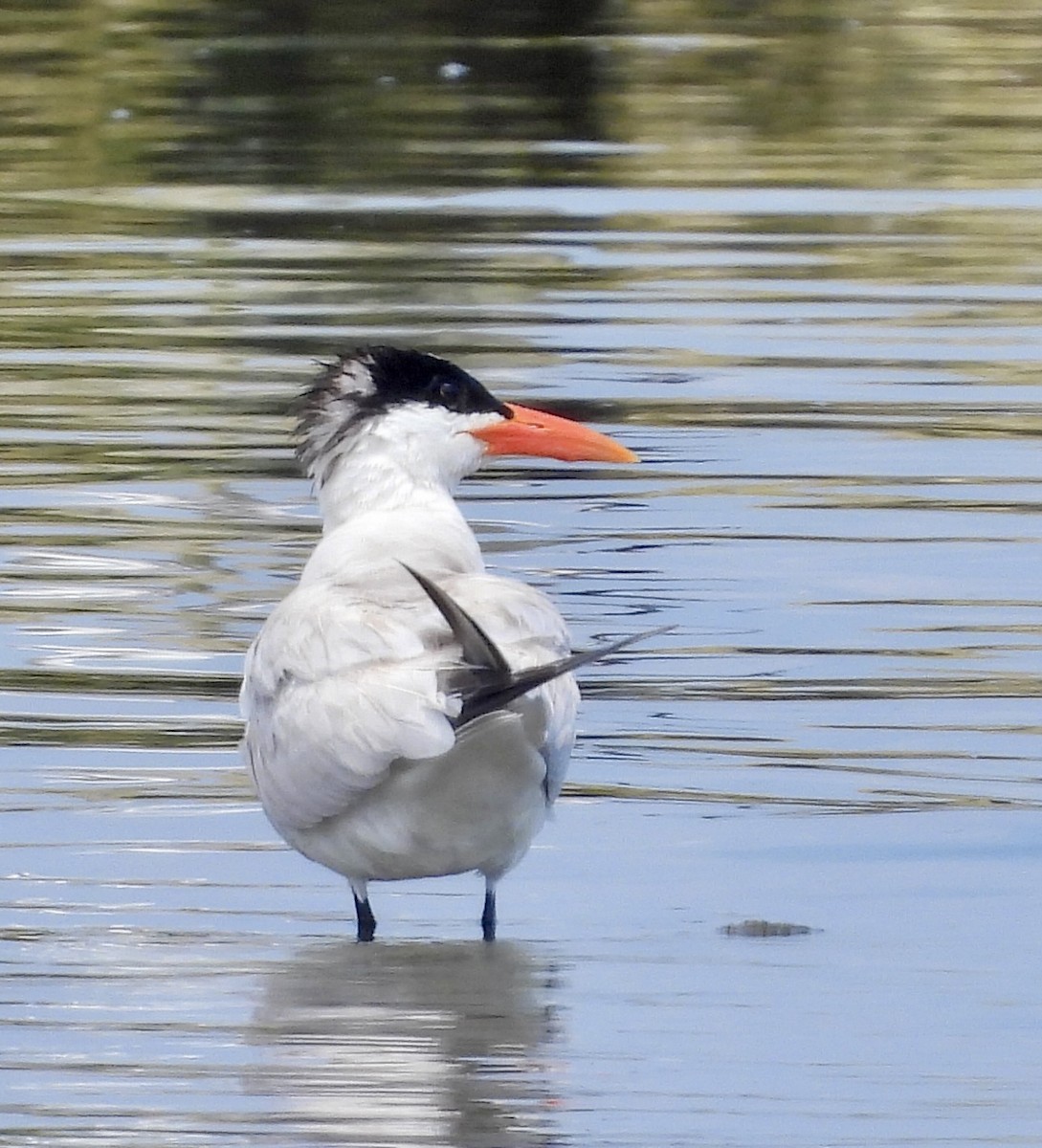 Caspian Tern - ML622029752