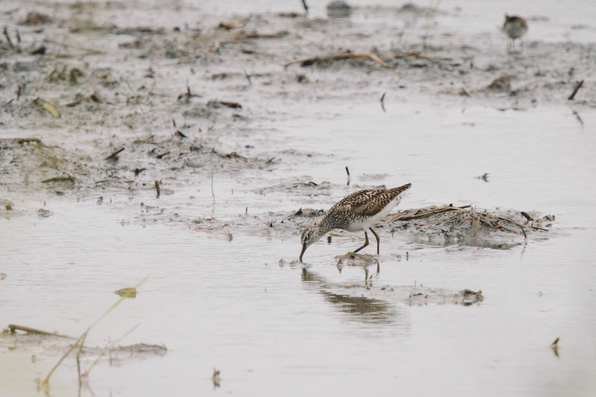 Wood Sandpiper - ML622029753