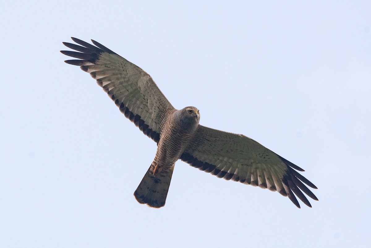 Cinereous Harrier - ML622029761