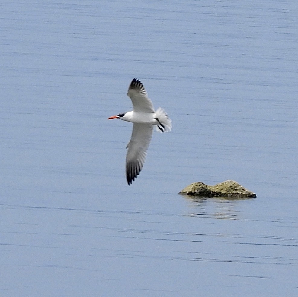 Caspian Tern - ML622029780