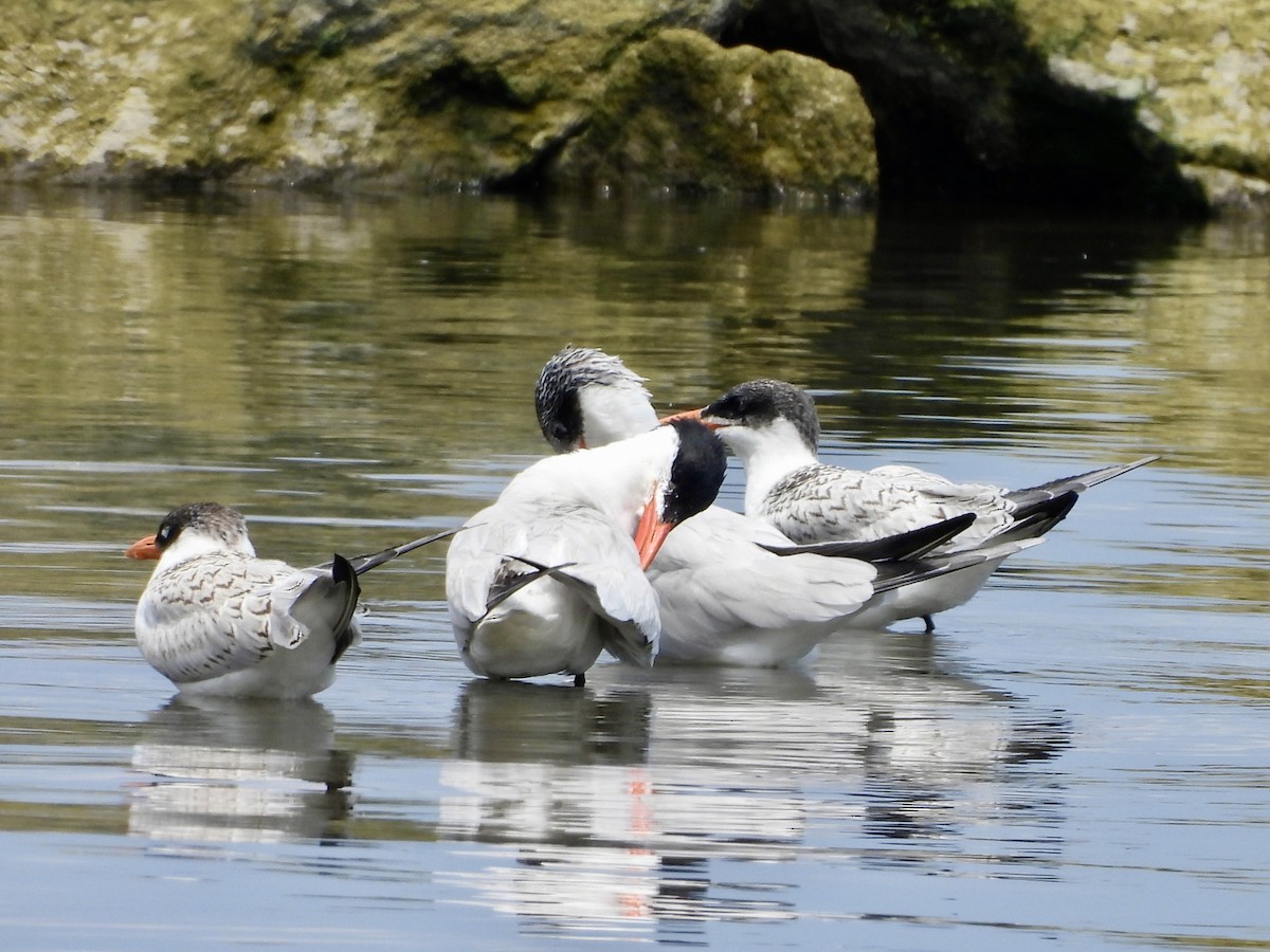 Caspian Tern - Stella Miller