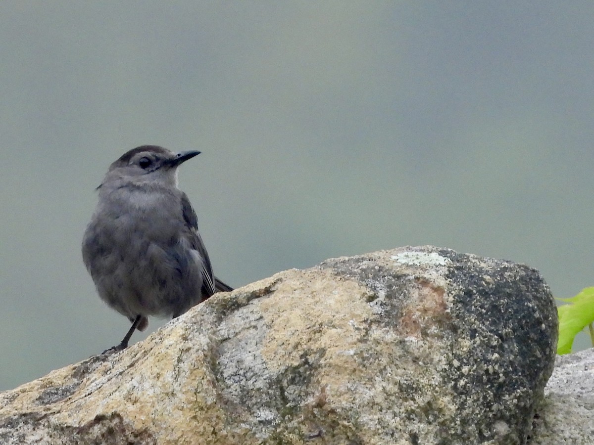 Gray Catbird - ML622029791