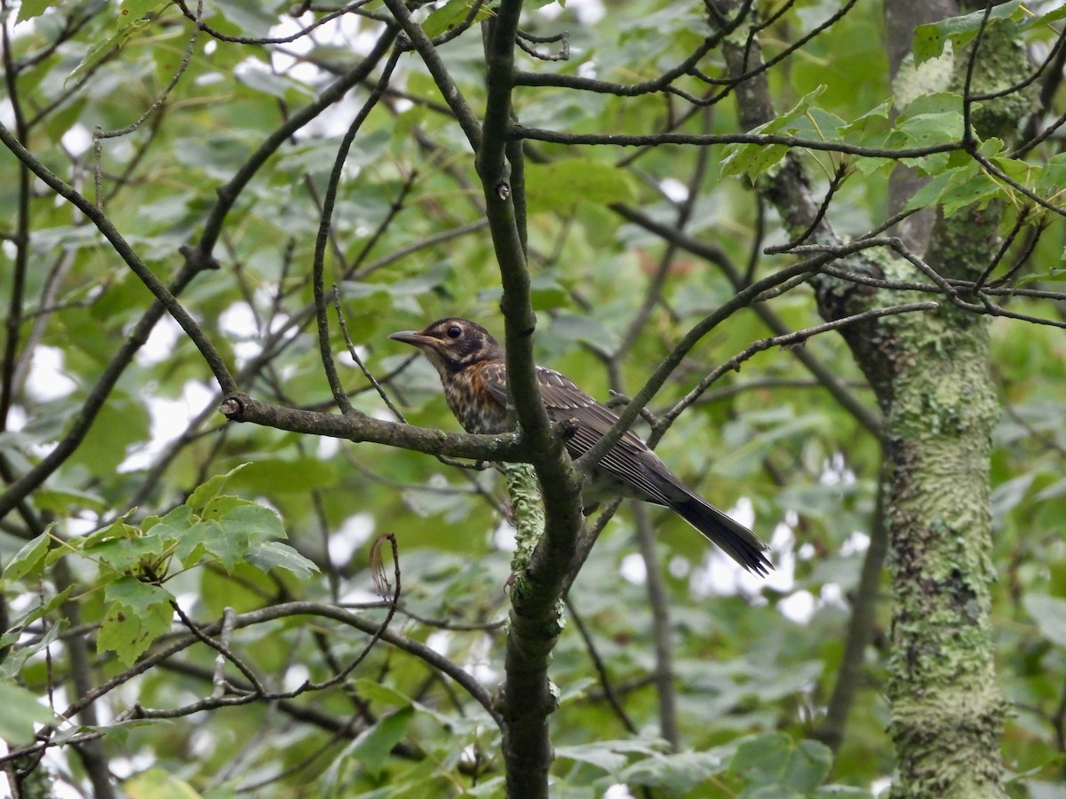 American Robin - ML622029795