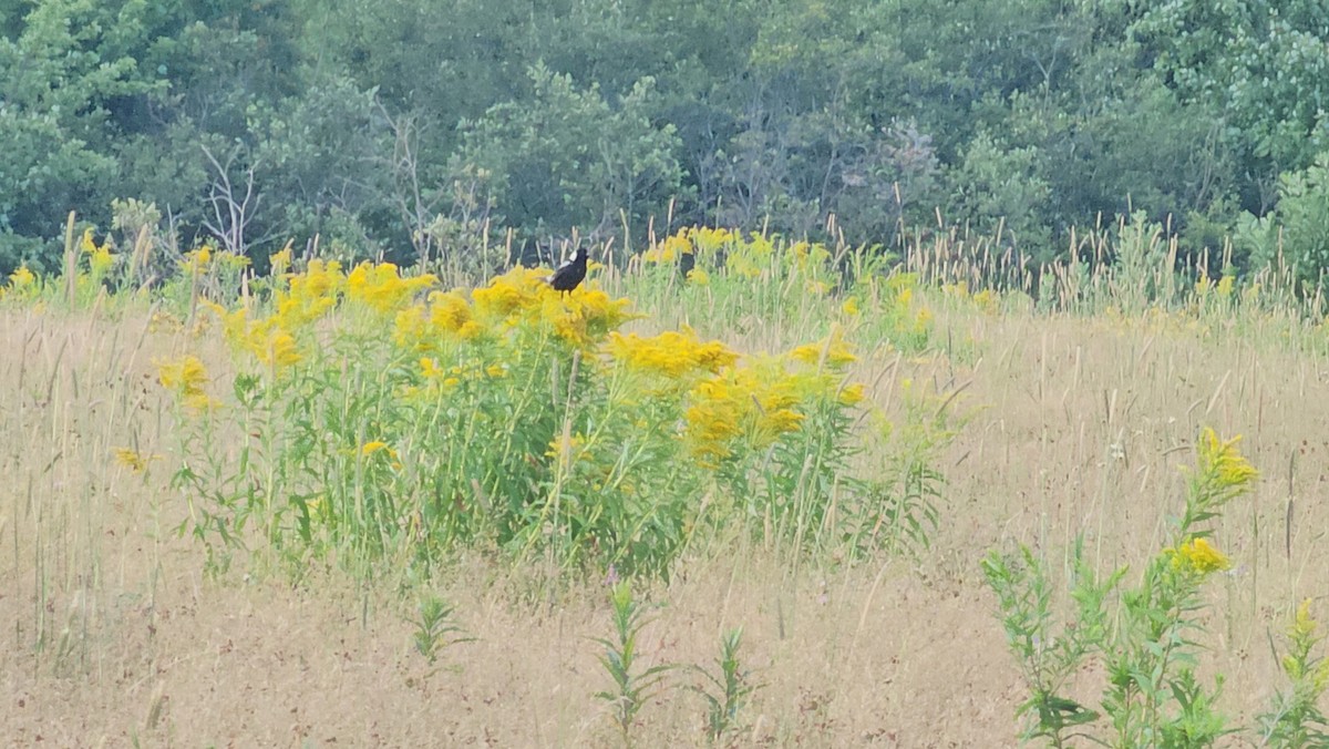 Bobolink - Dwayne Murphy