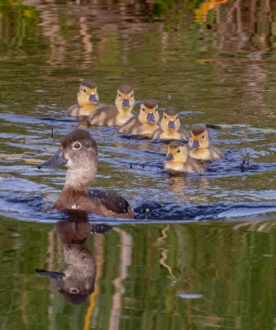 Ring-necked Duck - ML622029905