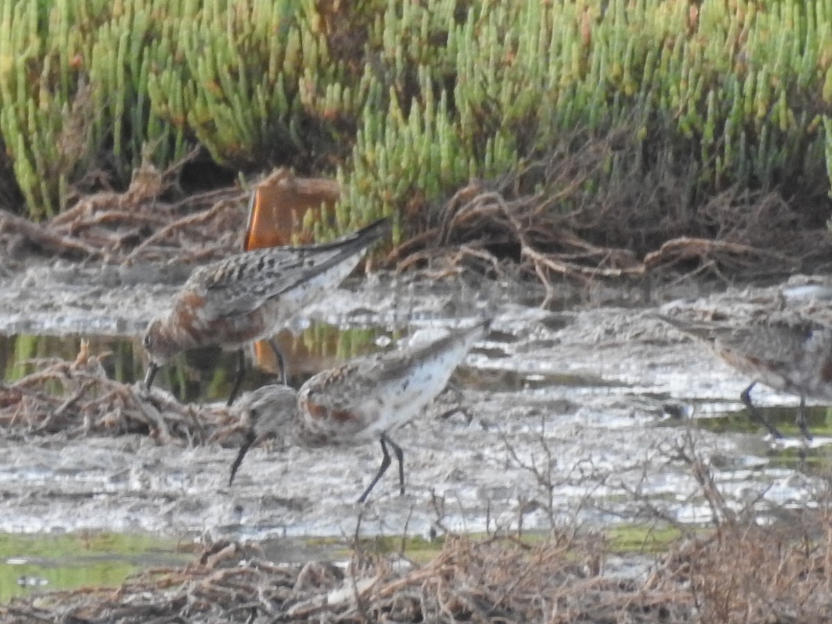 Curlew Sandpiper - ML622029949