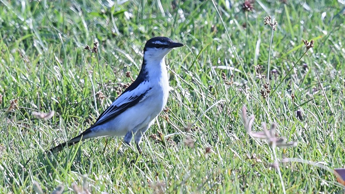 White-shouldered Triller - Murat Kocas