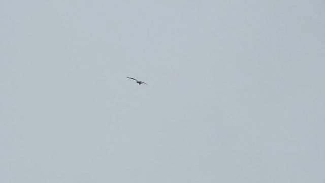 Lesser Frigatebird - ML622030008